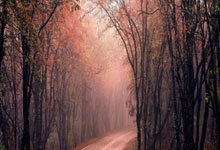 申京:不觉得狄龙该吃两个T 我猜他就是想为明天的比赛休息一下.